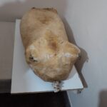 The Herzegovinian cheese in a suck